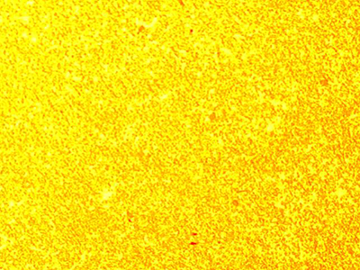 (a) AgW55Ni0,5(200x)