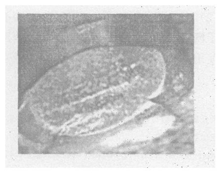 Morphologie von AuNi5/CuNi20-Verbundnietkontakten nach dem Glättungstest