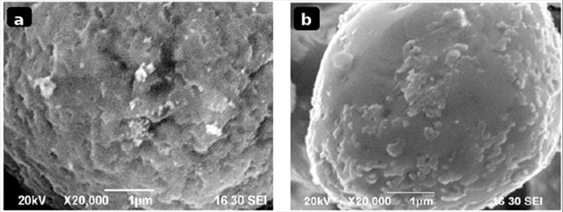 SEM-Aufnahmen der AgZnO-Pulveroberflächen nach der Oxidation SEM-Aufnahmen der AgZnO-Pulveroberflächen nach der Oxidation